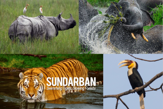 TIGER AND RHINO WILDLIFE TOUR (13 NIGHTS/ 14 DAYS)